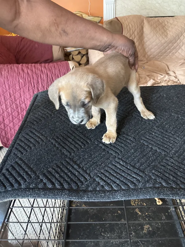No name – Cane Corso puppy for sale in Lanham, MD