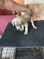 No name, a female Cane Corso for sale in Lanham, MD – 1 of 2