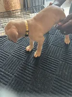 No name, a female Cane Corso for sale in Lanham, MD – 2 of 2