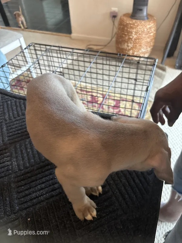 No name – Cane Corso puppy for sale in Lanham, MD