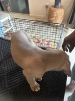 No name, a male Cane Corso for sale in Lanham, MD – 1 of 2