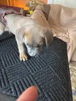 No name, a female Cane Corso for sale in Lanham, MD – 2 of 2