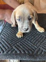 No name, a female Cane Corso for sale in Lanham, MD – 2 of 2