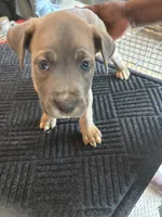 No name, a male Cane Corso for sale in Lanham, MD – 2 of 2