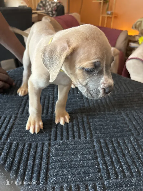 No name – Cane Corso puppy for sale in Lanham, MD