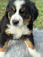 Chloe, a female Bernese Mountain Dog and Saint Bernard for sale in Xenia, IL – 2 of 9