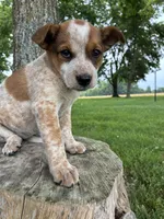 Girl 3, a female Australian Cattle Dog for sale in Xenia, IL – 5 of 9