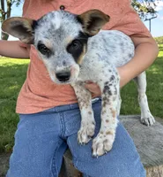 Girl 6, a female Australian Cattle Dog for sale in Xenia, IL – 3 of 5