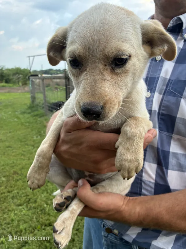Girl 4 – Australian Cattle Dog puppy for sale in Xenia, IL