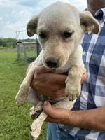 Girl 4, a female Australian Cattle Dog for sale in Xenia, IL – 1 of 7
