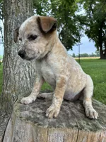 Girl 1, a female Australian Cattle Dog for sale in Xenia, IL – 5 of 10