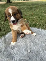 Maggie, a female Bernese Mountain Dog and Saint Bernard for sale in Xenia, IL – 8 of 10