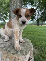Girl 3, a female Australian Cattle Dog for sale in Xenia, IL – 3 of 9