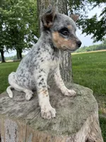 Girl 6, a female Australian Cattle Dog for sale in Xenia, IL – 6 of 10