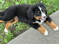 Jasmine, a female Bernese Mountain Dog for sale in Xenia, IL – 5 of 7