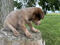Girl 5, a female Australian Cattle Dog for sale in Xenia, IL – 2 of 9