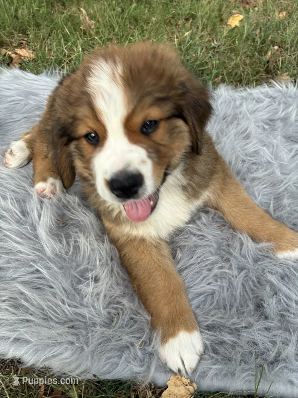 Bear – Bernese Mountain Dog, Saint Bernard puppy for sale in Xenia, IL