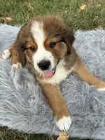 Bear, a male Bernese Mountain Dog and Saint Bernard for sale in Xenia, IL – 1 of 10