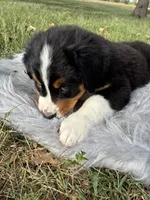 Daisy, a female Bernese Mountain Dog and Saint Bernard for sale in Xenia, IL – 8 of 10