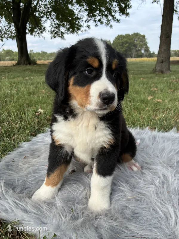 Daisy – Bernese Mountain Dog, Saint Bernard puppy for sale in Xenia, IL