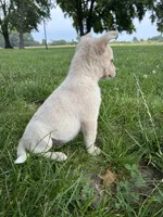 Girl 2, a female Australian Cattle Dog for sale in Xenia, IL – 4 of 9