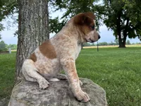 Girl 3, a female Australian Cattle Dog for sale in Xenia, IL – 4 of 9