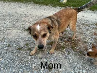 Girl 5, a female Australian Cattle Dog for sale in Xenia, IL – 8 of 9