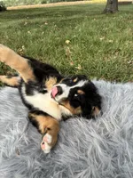 Jack, a male Bernese Mountain Dog and Saint Bernard for sale in Xenia, IL – 6 of 9