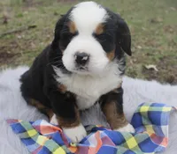 Charlie, a male Bernese Mountain Dog and Saint Bernard for sale in Xenia, IL – Photo 1 of 7