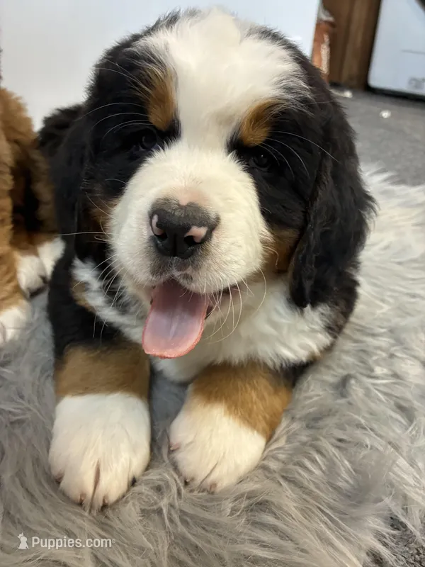 Charlie – Bernese Mountain Dog, Saint Bernard puppy on hold in Xenia, IL
