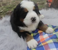 Charlie, a male Bernese Mountain Dog and Saint Bernard for sale in Xenia, IL – Photo 2 of 7