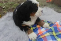 Charlie, a male Bernese Mountain Dog and Saint Bernard for sale in Xenia, IL – Photo 3 of 7