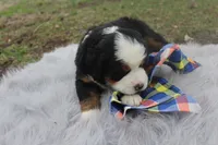Charlie, a male Bernese Mountain Dog and Saint Bernard for sale in Xenia, IL – Photo 5 of 7