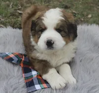 Toby, a male Bernese Mountain Dog and Saint Bernard for sale in Xenia, IL – Photo 1 of 7