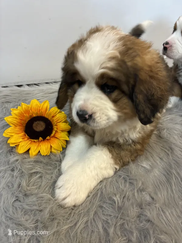 Toby – Bernese Mountain Dog, Saint Bernard puppy for sale in Xenia, IL