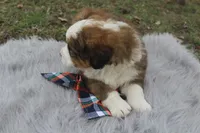 Toby, a male Bernese Mountain Dog and Saint Bernard for sale in Xenia, IL – Photo 3 of 7