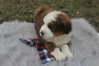 Toby, a male Bernese Mountain Dog and Saint Bernard for sale in Xenia, IL – Photo 5 of 7