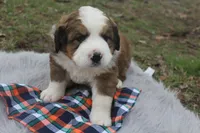 Toby, a male Bernese Mountain Dog and Saint Bernard for sale in Xenia, IL – Photo 2 of 7