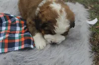 Toby, a male Bernese Mountain Dog and Saint Bernard for sale in Xenia, IL – Photo 4 of 7
