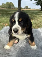 Rocky, a male Bernese Mountain Dog and Saint Bernard for sale in Xenia, IL – 2 of 9