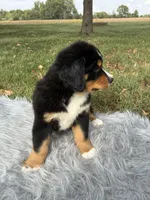 Cooper, a male Bernese Mountain Dog and Saint Bernard for sale in Xenia, IL – 4 of 8