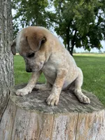 Girl 1, a female Australian Cattle Dog for sale in Xenia, IL – 8 of 10