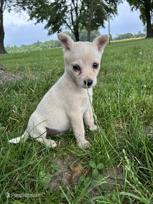 Girl 2 – Australian Cattle Dog puppy for sale in Xenia, IL