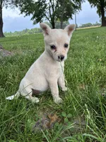 Girl 2, a female Australian Cattle Dog for sale in Xenia, IL – 1 of 9