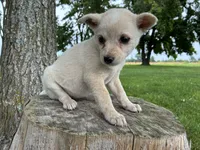 Girl 2, a female Australian Cattle Dog for sale in Xenia, IL – 6 of 9