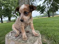 Girl 5, a female Australian Cattle Dog for sale in Xenia, IL – 7 of 9