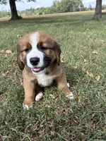 Max, a male Bernese Mountain Dog and Saint Bernard for sale in Xenia, IL – 6 of 9
