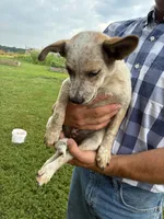 Girl 1, a female Australian Cattle Dog for sale in Xenia, IL – 5 of 7
