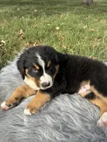 Jack, a male Bernese Mountain Dog and Saint Bernard for sale in Xenia, IL – 4 of 9