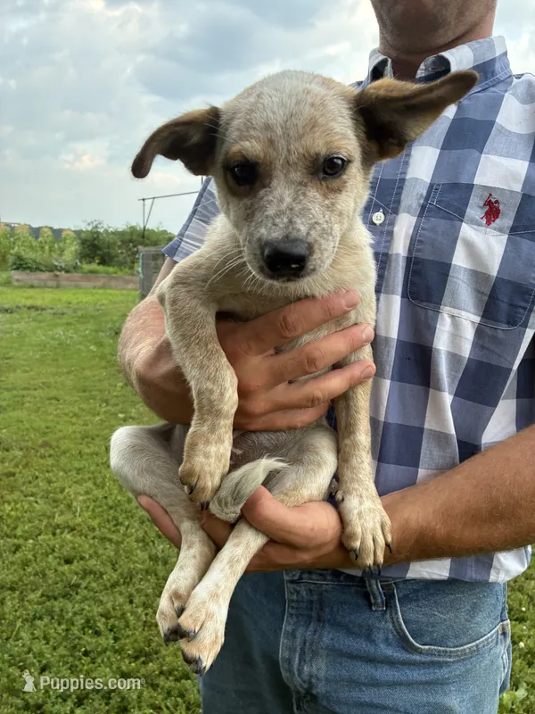 Girl 1 – Australian Cattle Dog puppy for sale in Xenia, IL